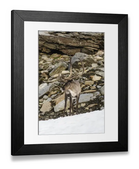 Framed Print : Norway, Troms. Male Reindeer (Rangifer tarandus)