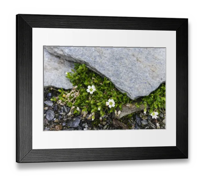 Framed Print : Norway, Troms. Alpine Chickweed (Cerastium alpinum) Framed Print : Norway, Troms. Alpine Chickweed (Cerastium alpinum)