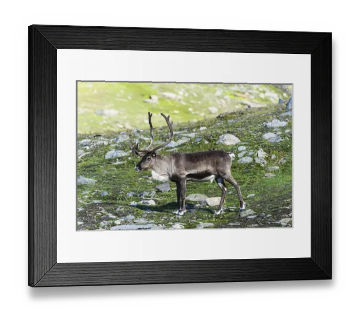 Framed Print : Norway, Troms. Male Reindeer (Rangifer tarandus) Framed Print : Norway, Troms. Male Reindeer (Rangifer tarandus)
