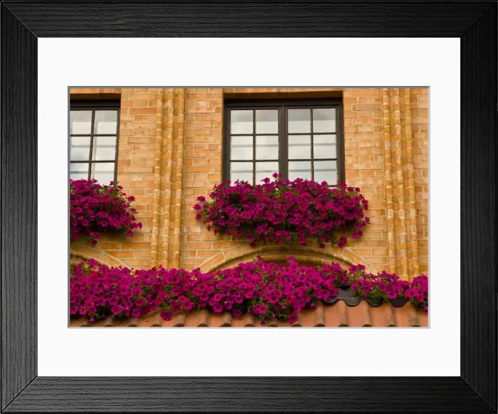 Framed Print : Europe, Poland, Gdansk. Window boxes with purple petunias
