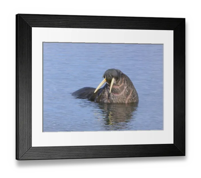 Framed Print : Ringertz Oya Island, Svalbard, Norway, Male walrus in water