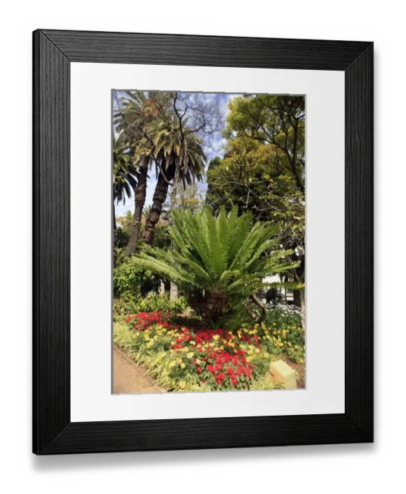 Framed Print : Europe, Portugal, Madeira. Funchal Municipal Garden Framed Print : Europe, Portugal, Madeira. Funchal Municipal Garden