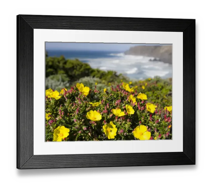 Framed Print : Rockrose or false sun-rose or halimium (Cistus, Halimium calycinum) at the Costa Vicentina