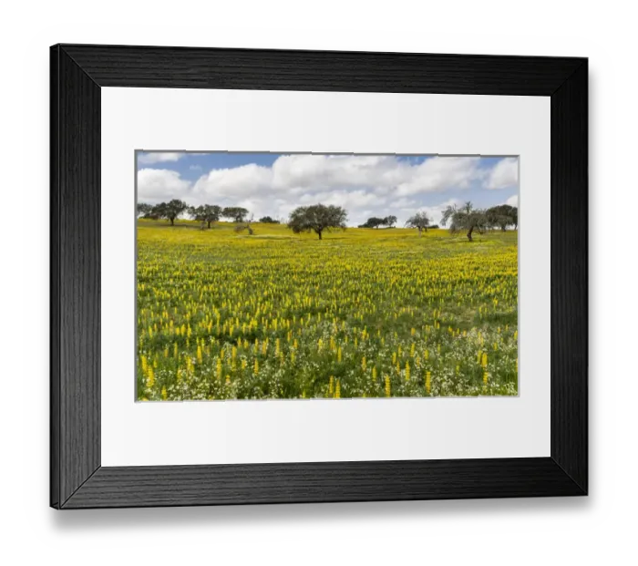 Framed Print : Landscape with wildflower meadow near Mertola in the nature reserve Parque Natural Framed Print : Landscape with wildflower meadow near Mertola in the nature reserve Parque Natural