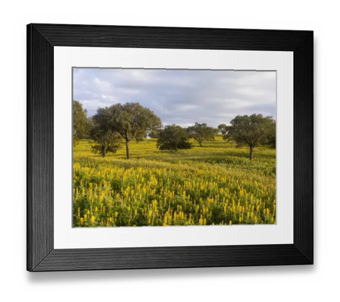 Framed Print : Landscape with wildflower meadow near Mertola in the nature reserve Parque Natural
