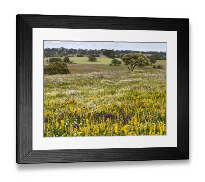 Framed Print : Landscape with wildflower meadow near Mertola in the nature reserve Parque Natural