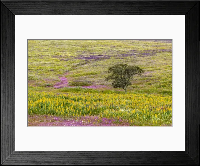 Framed Print : Landscape with wildflower meadow near Mertola in the nature reserve Parque Natural Framed Print : Landscape with wildflower meadow near Mertola in the nature reserve Parque Natural