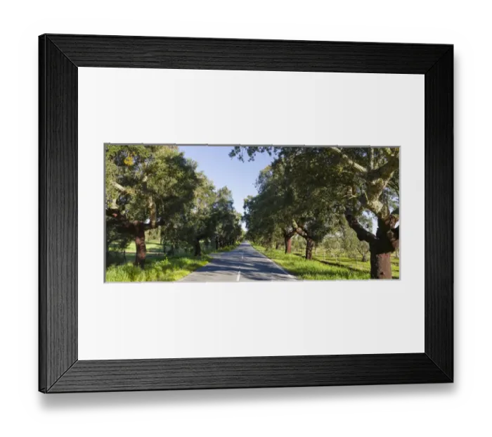 Framed Print : Cork oak (Quercus suber) in the Alentejo. Europe, Southern Europe, Portugal, Alentejo