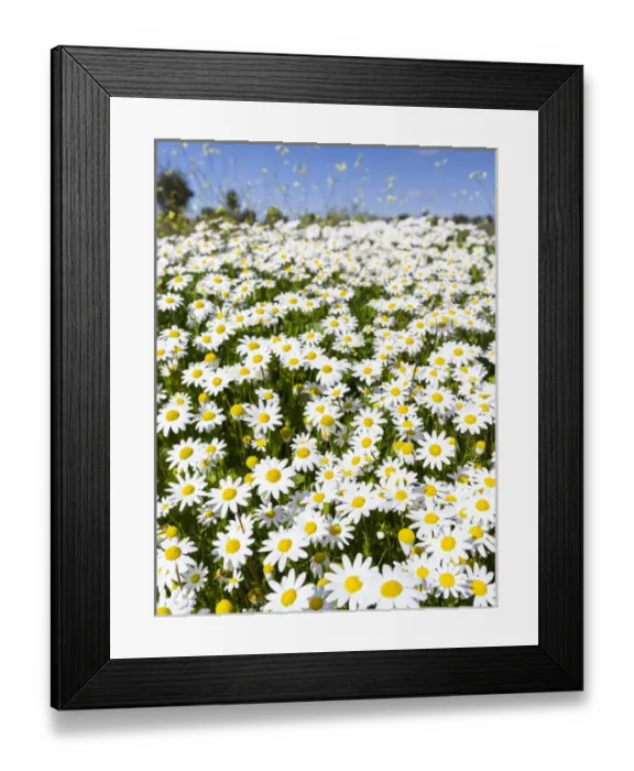 Framed Print : Scentless false mayweed (scentless mayweed, scentless chamomile, wild chamomile, mayweed Framed Print : Scentless false mayweed (scentless mayweed, scentless chamomile, wild chamomile, mayweed