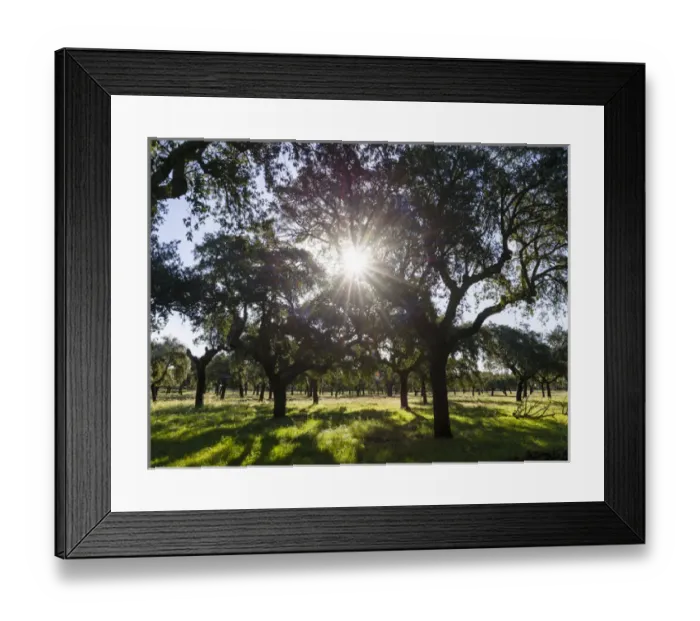 Framed Print : Cork oak (Quercus suber) in the Alentejo. Europe, Southern Europe, Portugal, Alentejo