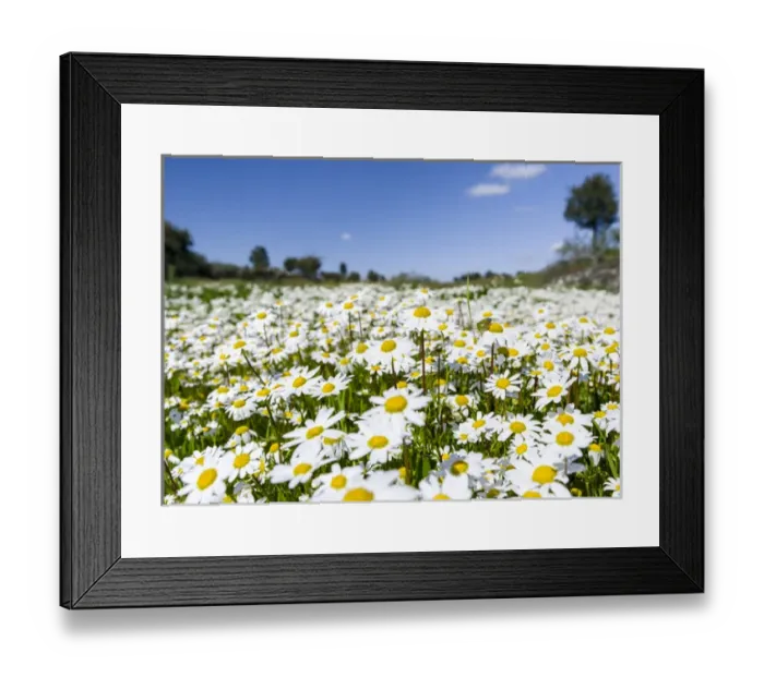 Framed Print : Scentless false mayweed (scentless mayweed, scentless chamomile, wild chamomile, mayweed Framed Print : Scentless false mayweed (scentless mayweed, scentless chamomile, wild chamomile, mayweed