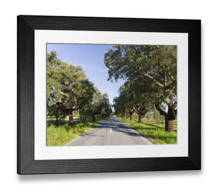 Framed Print : Cork oak (Quercus suber) in the Alentejo. Europe, Southern Europe, Portugal, Alentejo