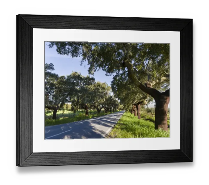 Framed Print : Cork oak (Quercus suber) in the Alentejo. Europe, Southern Europe, Portugal, Alentejo