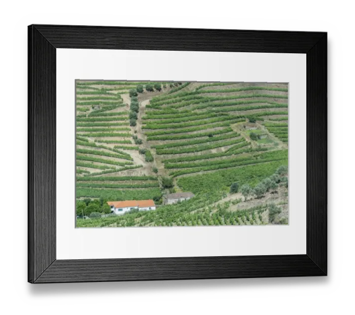 Framed Print : Portugal, Douro Valley, Hillside Vineyards Framed Print : Portugal, Douro Valley, Hillside Vineyards