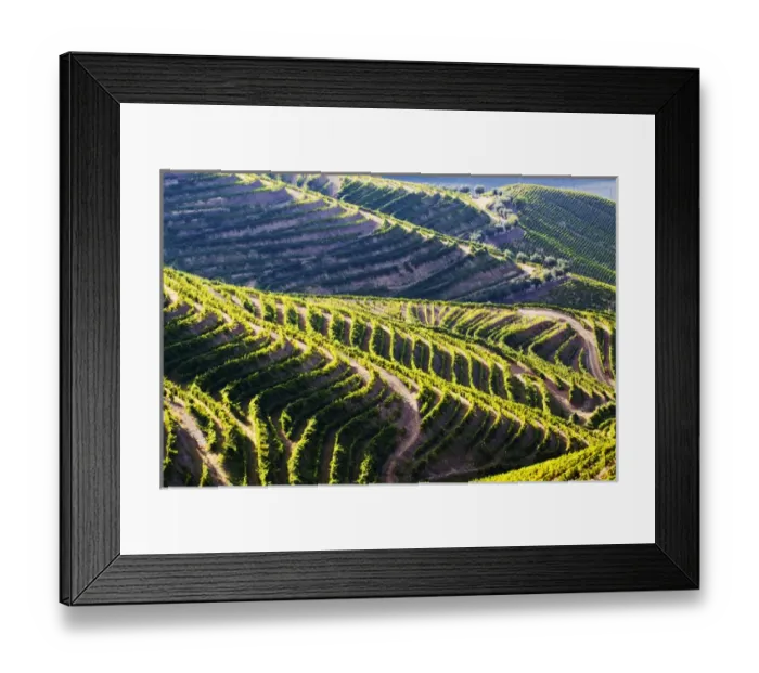 Framed Print : Europe; Portugal; Duoro Valley; Terraced Vineyards linning the hills of the Duoro Valley Framed Print : Europe; Portugal; Duoro Valley; Terraced Vineyards linning the hills of the Duoro Valley