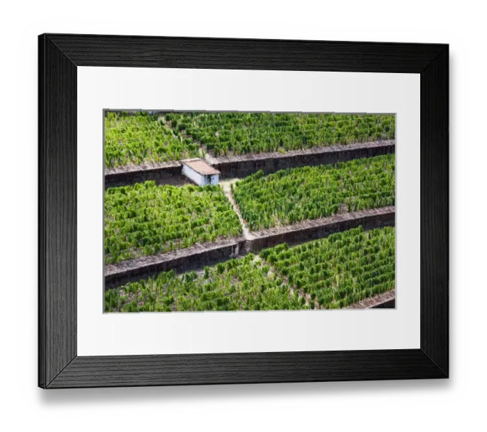 Framed Print : Europe; Portugal; Duoro Valley; Terraced Vineyards linning the hills of the Duoro Valley
