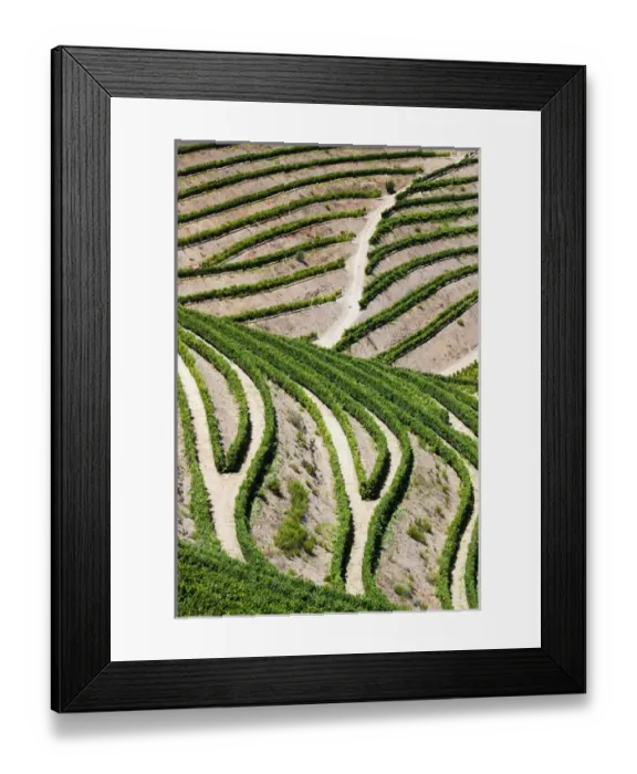 Framed Print : Europe; Portugal; Duoro Valley; Terraced Vineyards linning the hills of the Duoro Valley Framed Print : Europe; Portugal; Duoro Valley; Terraced Vineyards linning the hills of the Duoro Valley