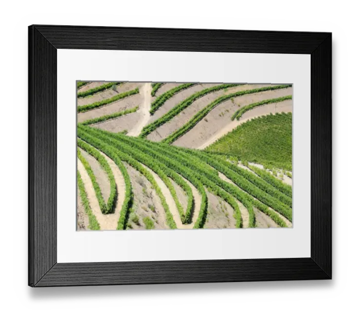 Framed Print : Europe; Portugal; Duoro Valley; Terraced Vineyards linning the hills of the Duoro Valley