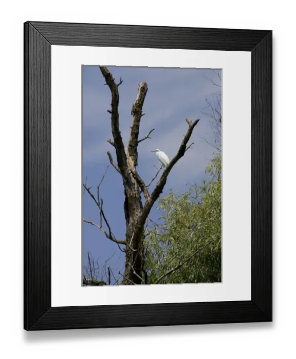 Framed Print : Romania, Dobrudgea region, Tulcea, Danube Delta. Sfantu Gheorghe channel. Little Egret Framed Print : Romania, Dobrudgea region, Tulcea, Danube Delta. Sfantu Gheorghe channel. Little Egret