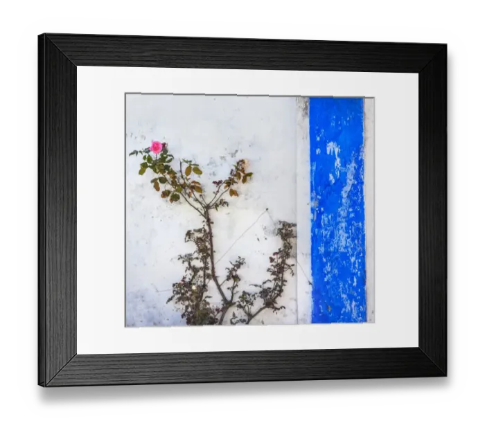 Framed Print : Blue White Wall Pink Rose Street Medieval Town Obidos Portugal Framed Print : Blue White Wall Pink Rose Street Medieval Town Obidos Portugal
