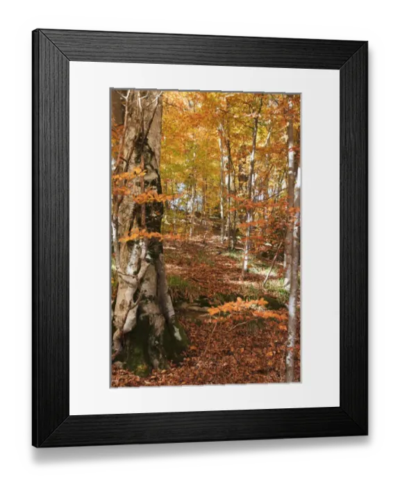 Framed Print : Europe, Romania, Transylvania. Carpathian Mountains fall (Autumn) colors. Brasov Framed Print : Europe, Romania, Transylvania. Carpathian Mountains fall (Autumn) colors. Brasov