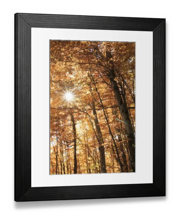 Framed Print : Europe, Romania, Transylvania. Carpathian Mountains fall (Autumn) colors. Brasov