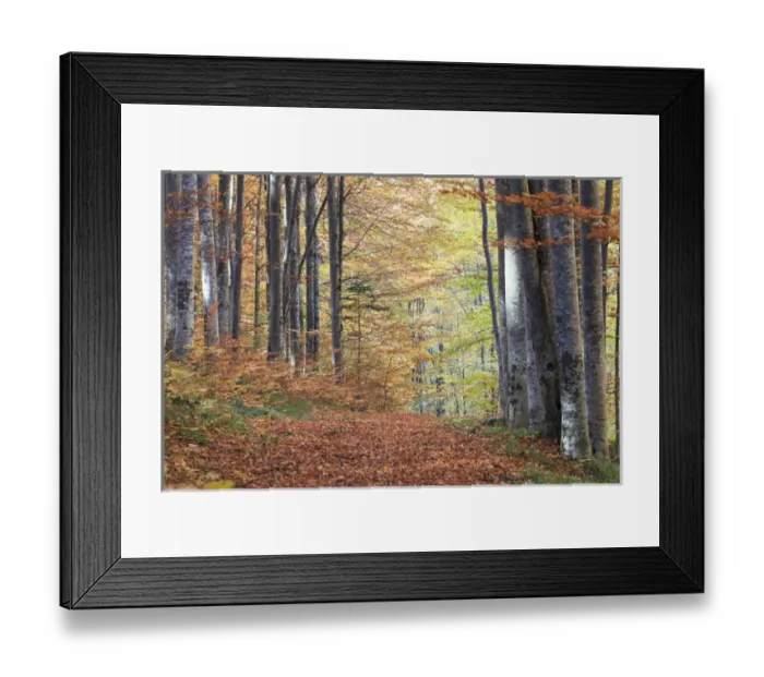 Framed Print : Europe, Romania, Transylvania. Carpathian Mountains fall (Autumn) colors. Brasov Framed Print : Europe, Romania, Transylvania. Carpathian Mountains fall (Autumn) colors. Brasov