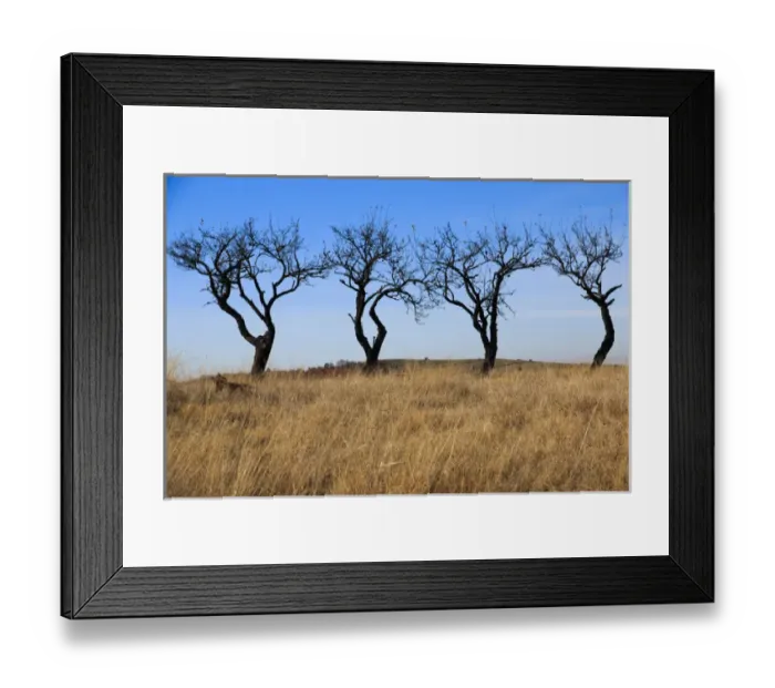 Framed Print : Romania Maramures County, Dobricu Lapusului. Trees Framed Print : Romania Maramures County, Dobricu Lapusului. Trees