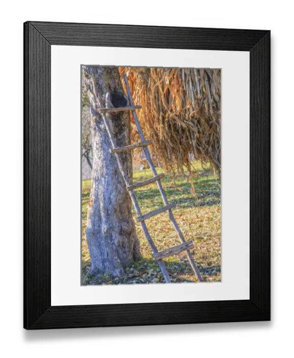 Framed Print : Romania Maramures County, Dobricu Lapusului. Hand-made ladder leaning on tree