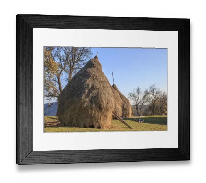 Framed Print : Romania Maramures County, Dobricu Lapusului. Hay stacks Framed Print : Romania Maramures County, Dobricu Lapusului. Hay stacks