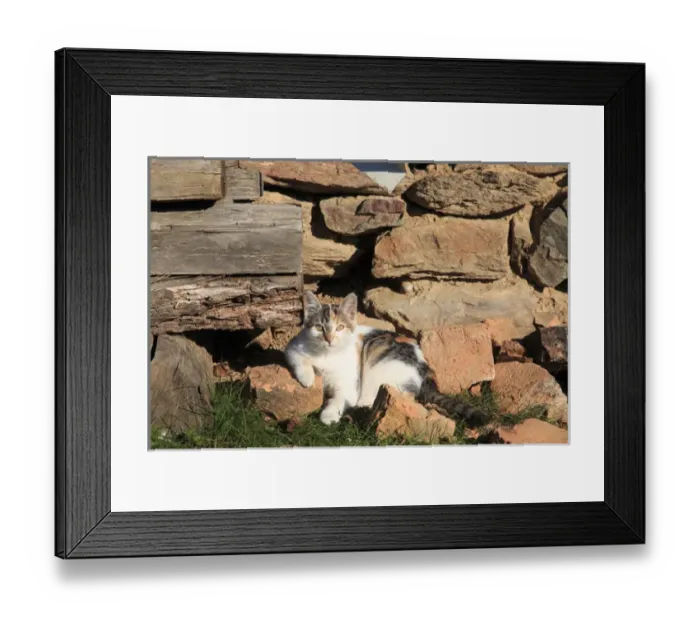 Framed Print : Romania Maramures County, Dobricu Lapusului. Cat leaning against stone wall Framed Print : Romania Maramures County, Dobricu Lapusului. Cat leaning against stone wall