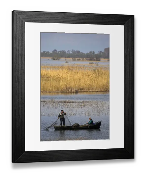 Framed Print : Fishermen bring in their harvest of fish during early spring in the Danube Delta, Romania
