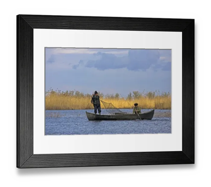 Framed Print : Fishermen bring in their harvest of fish during early spring in the Danube Delta, Romania Framed Print : Fishermen bring in their harvest of fish during early spring in the Danube Delta, Romania