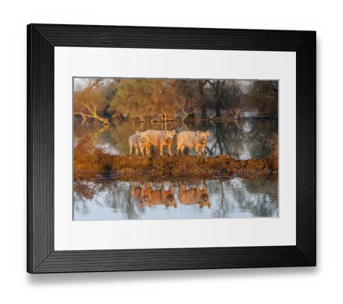 Framed Print : The pigs of Maliuc, Domestic animals often roam free and look for food in the vicinity Framed Print : The pigs of Maliuc, Domestic animals often roam free and look for food in the vicinity