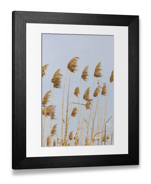 Framed Print : Danube Delta, reed from last year. Reed is harvested in the Danube Delta for roofing Framed Print : Danube Delta, reed from last year. Reed is harvested in the Danube Delta for roofing