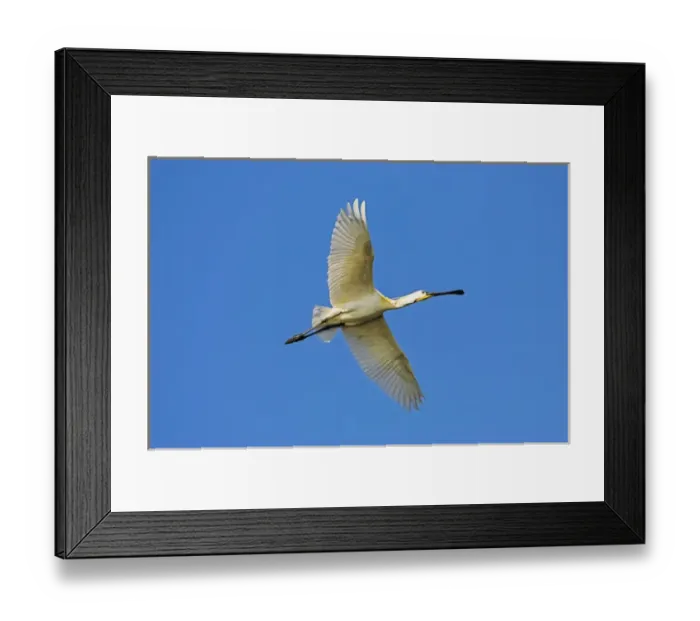 Framed Print : Eurasian spoonbill or common spoonbill (Platalea leucorodia) flying over the wetlands Framed Print : Eurasian spoonbill or common spoonbill (Platalea leucorodia) flying over the wetlands