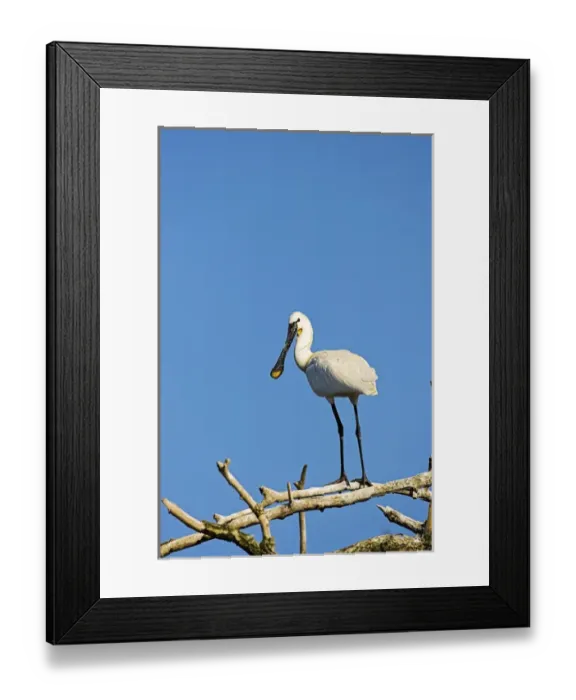 Framed Print : Eurasian spoonbill or common spoonbill (Platalea leucorodia) in the wetlands of the Danube Delta Framed Print : Eurasian spoonbill or common spoonbill (Platalea leucorodia) in the wetlands of the Danube Delta