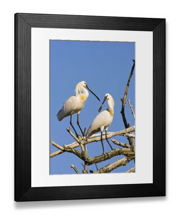Framed Print : Eurasian spoonbill or common spoonbill (Platalea leucorodia) in the wetlands of the Danube Delta