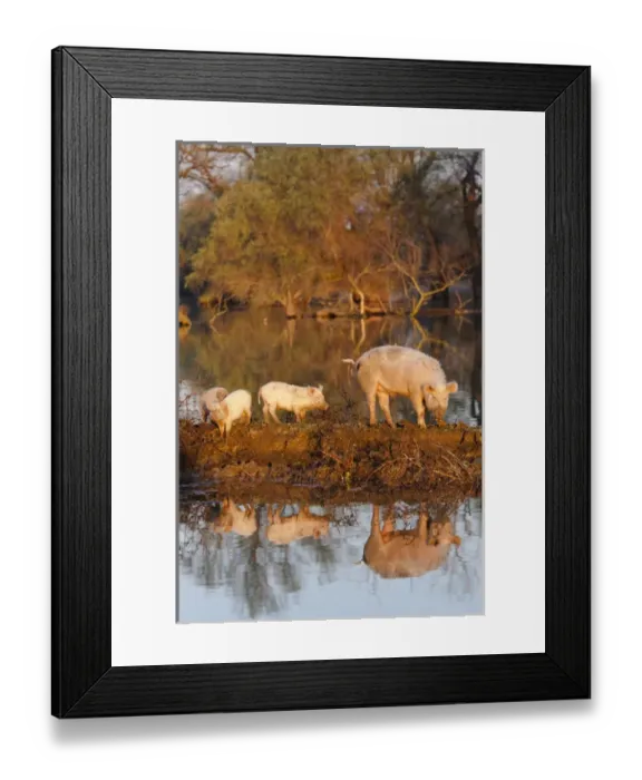 Framed Print : The pigs of Maliuc, Domestic animals often roam free and look for food in the vicinity