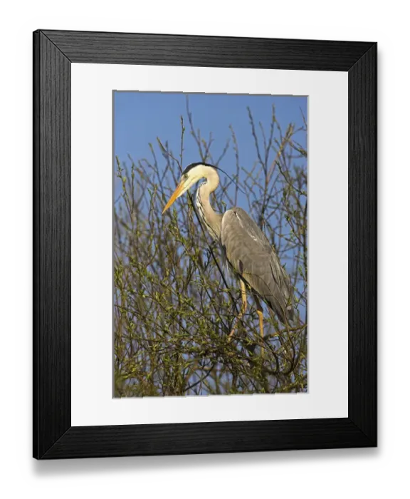 Framed Print : Grey Heron (Ardea cinera) in the Danube Delta, standing on willow tree in colony