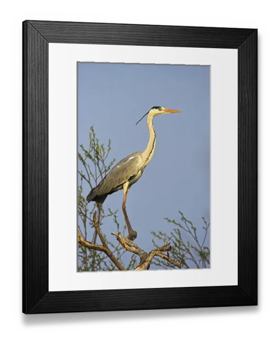 Framed Print : Grey Heron (Ardea cinera) in the Danube Delta, standing on willow tree in colony Framed Print : Grey Heron (Ardea cinera) in the Danube Delta, standing on willow tree in colony