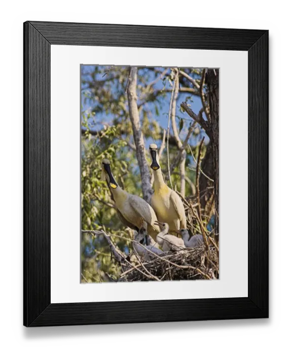 Framed Print : Eurasian spoonbill or common spoonbill (Platalea leucorodia) in the wetlands of the Danube Delta