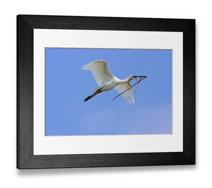 Framed Print : Eurasian spoonbill or common spoonbill (Platalea leucorodia) flying over the wetlands