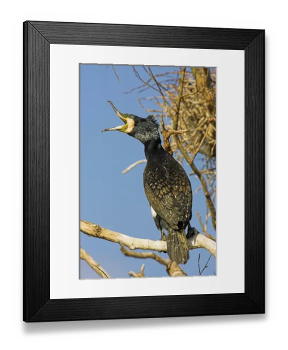 Framed Print : Eurasian Cormorant (phalacrocorax carbo) in the Danube Delta, beak wide open Europe
