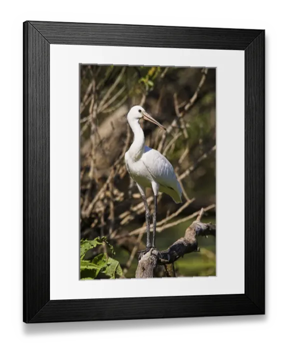 Framed Print : Eurasian spoonbill or common spoonbill (Platalea leucorodia) in the wetlands of the Danube Delta