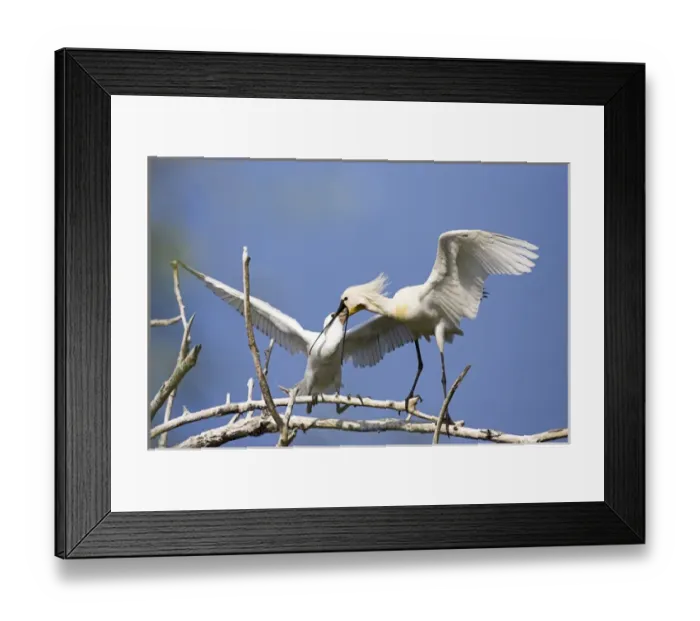 Framed Print : Eurasian spoonbill or common spoonbill (Platalea leucorodia) in the wetlands of the Danube Delta Framed Print : Eurasian spoonbill or common spoonbill (Platalea leucorodia) in the wetlands of the Danube Delta
