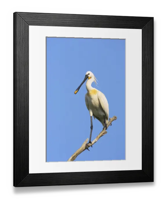 Framed Print : Eurasian spoonbill or common spoonbill (Platalea leucorodia) in the wetlands of the Danube Delta Framed Print : Eurasian spoonbill or common spoonbill (Platalea leucorodia) in the wetlands of the Danube Delta