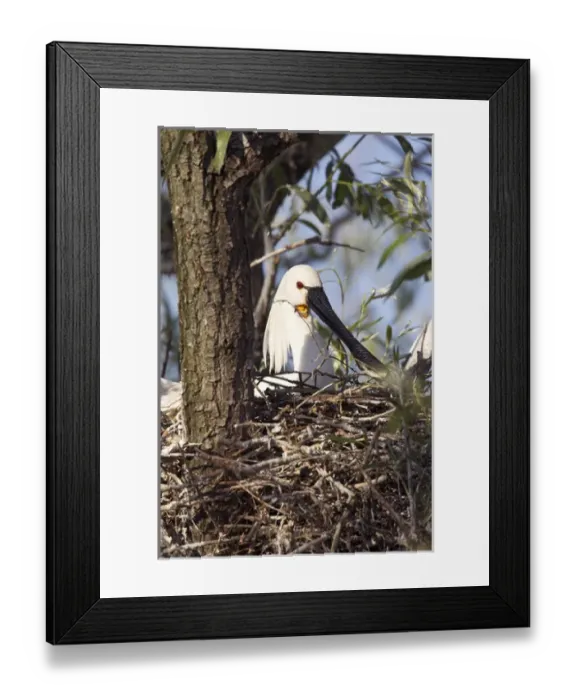 Framed Print : Eurasian spoonbill or common spoonbill (Platalea leucorodia) in the wetlands of the Danube Delta