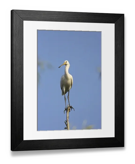 Framed Print : Eurasian spoonbill or common spoonbill (Platalea leucorodia) in the wetlands of the Danube Delta Framed Print : Eurasian spoonbill or common spoonbill (Platalea leucorodia) in the wetlands of the Danube Delta