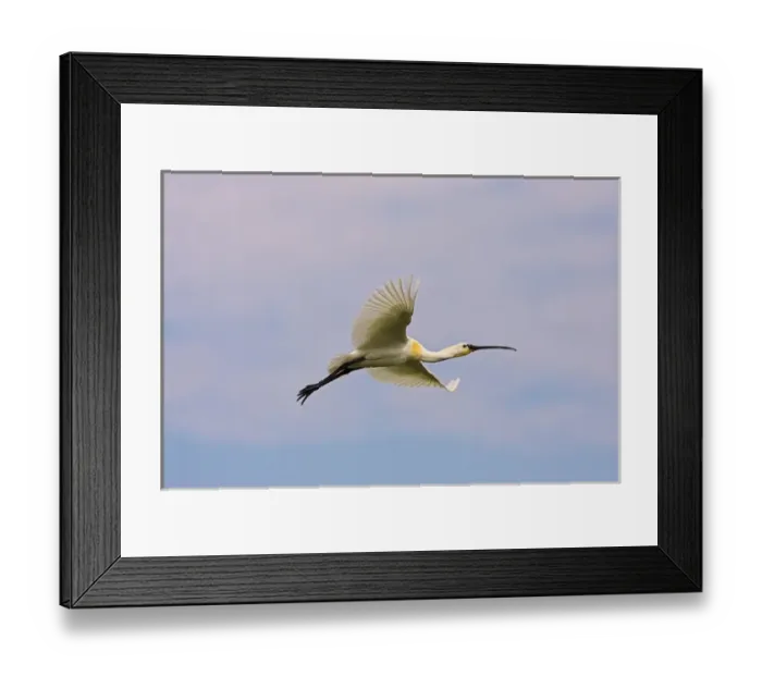 Framed Print : Eurasian spoonbill or common spoonbill (Platalea leucorodia) flying over the wetlands